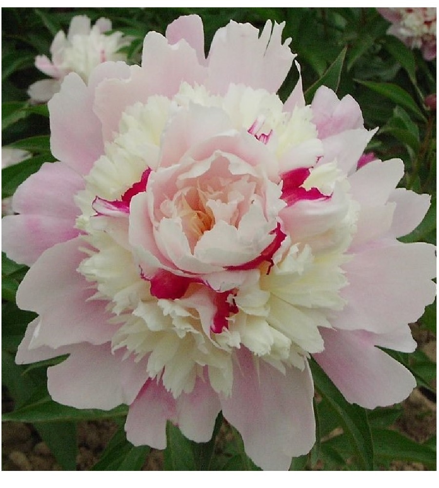 Пион травянистый Очарование Восхода в тубе