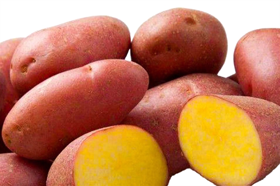 Картофель семенной Из Любовского Ред Скарлетт Элита фас