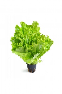 Салат свежий в горшочке